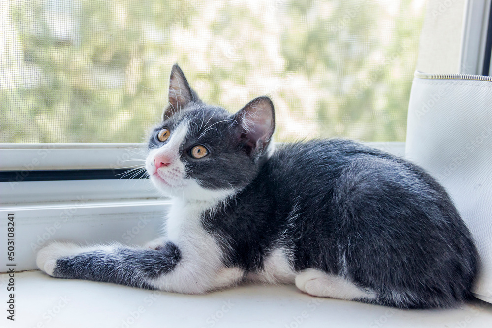 a cute grey male kitty sitting on windowsill