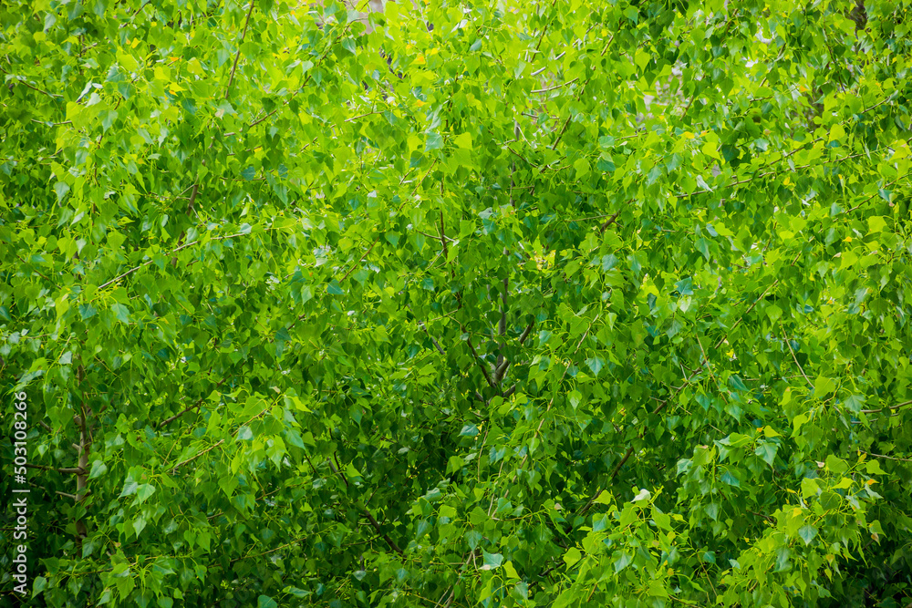 a green poplar leaves
