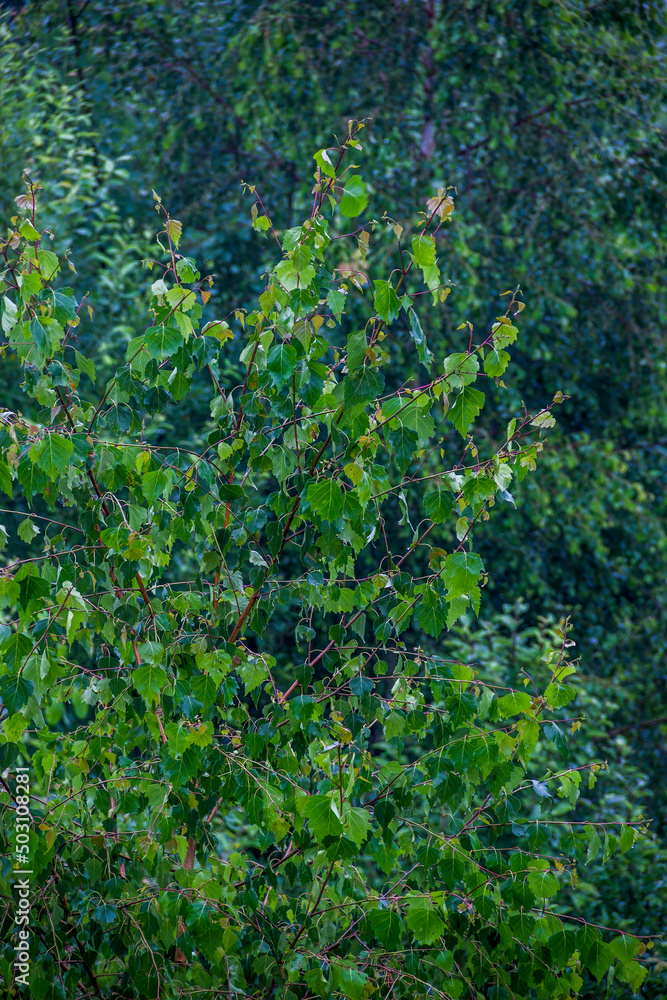 a green aspen leaves