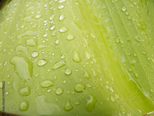 Water droplets on banana leaves -photo