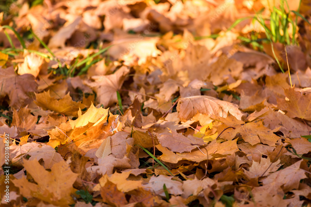 background of autumn leaves in the park