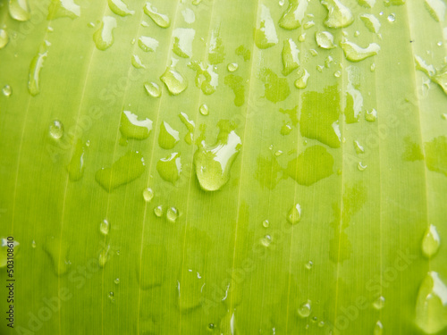 Water droplets on banana leaves -photo