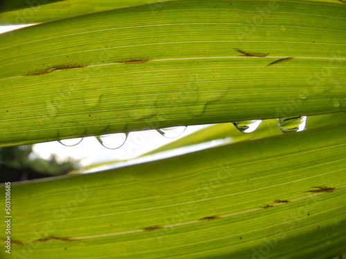 Water droplets on palm leaves. --photo