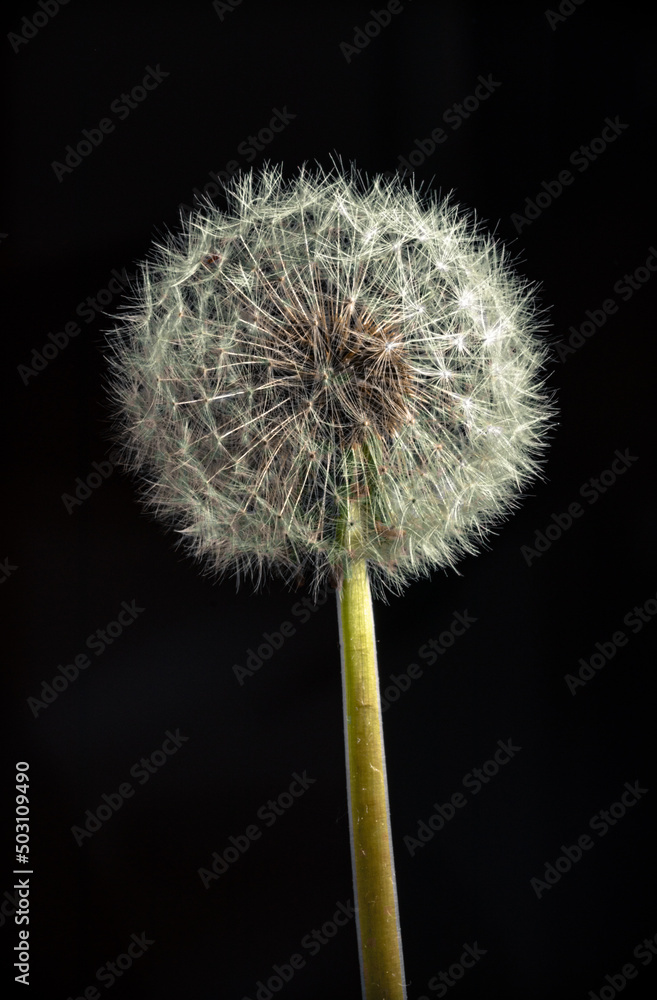 Fototapeta premium Pusteblumen Poster