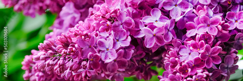Branches with beautiful purple lilac. Long spring banner with tender bright lilac flowers. © esvetleishaya