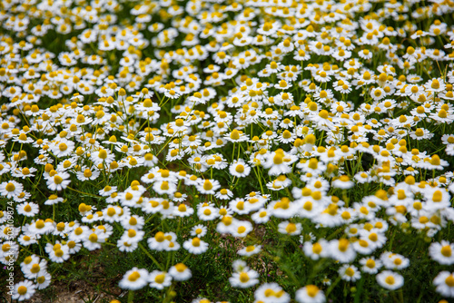 Lovely blossom daisy flowers background. White daisy texture.
