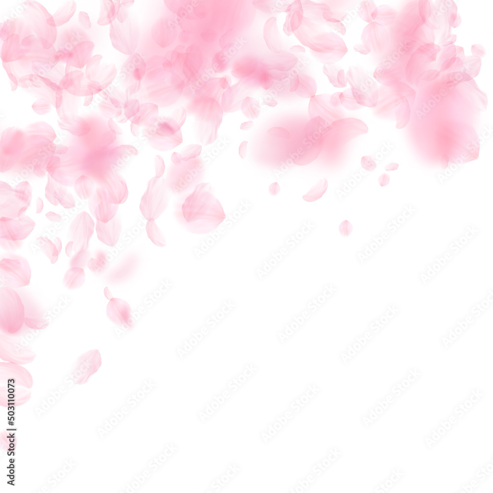 Sakura petals falling down. Romantic pink flowers falling rain. Flying petals on white square background. Love, romance concept. Majestic wedding invitation.