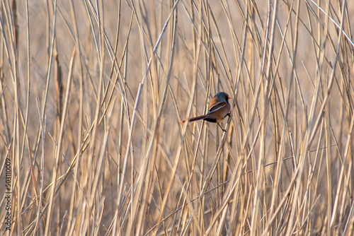 Bearded reedling (or bearded tit) in the reeds. The bearded man is a protected endemic species on a sunny day. Harderbroek Zeewolde Netherlands April 26, 2022 photo