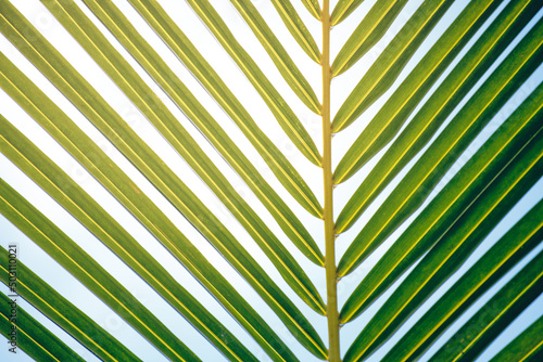 Green leave of palm tree on sky background