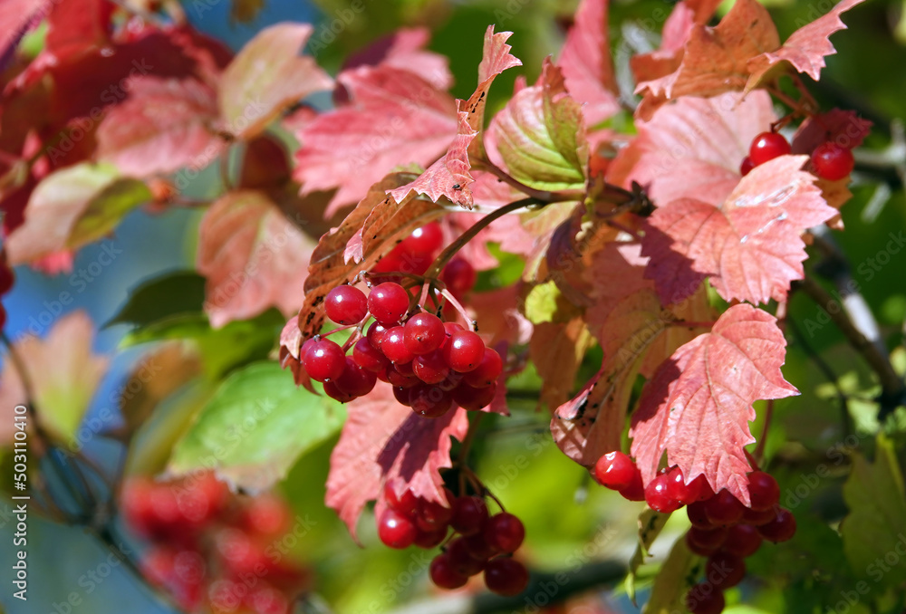 Kalina red berry on a branch Kalina red berry on a branch