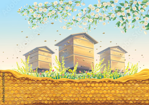 Bee apiary with honeycomb in the foreground and flowering fruit tree branch. Vector illustration.