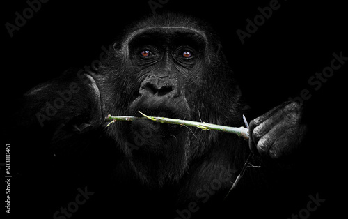 Fototapeta Portrait of a western lowland gorilla (GGG) close up
