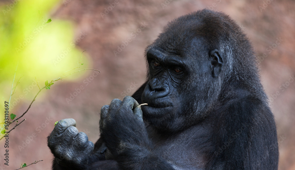 Obraz premium Portrait of a western lowland gorilla (GGG) close up. Silverback - adult male of a gorilla in a native habitat. Jungle of the Central African Republic. Summer, spring, zoo, cub, female.
