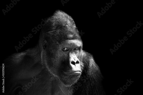 Portrait of a western lowland gorilla (GGG) close up. Silverback - adult male of a gorilla in a native habitat. Jungle of the Central African Republic. Summer, spring, zoo, cub, female. 