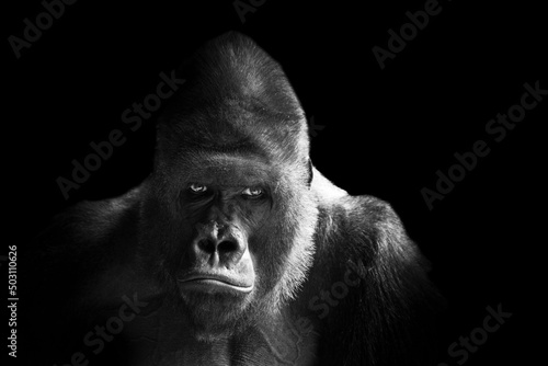 Portrait of a western lowland gorilla (GGG) close up. Silverback - adult male of a gorilla in a native habitat. Jungle of the Central African Republic. Summer, spring, zoo, cub, female. 