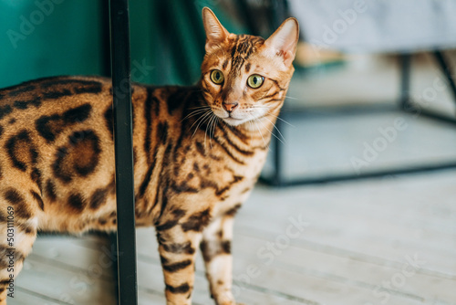 A young Bengal cat walks around the room.