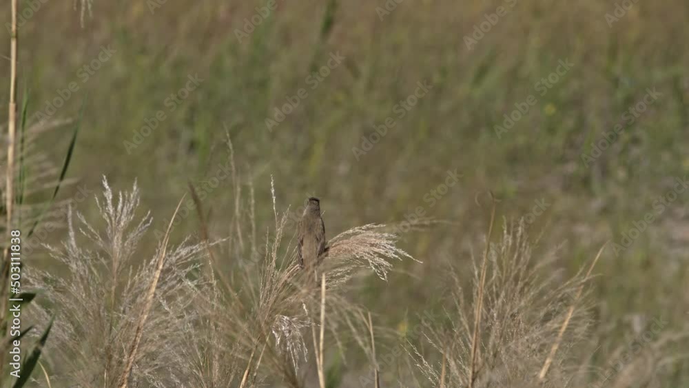 Oriental Reed Warbler vocalising beside a river. Oriental Reed Warbler vocalising beside a river.