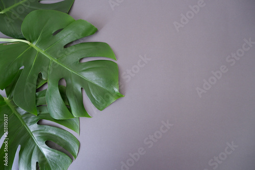 Tropical monstera leaves on gray background. Summer concept. photo