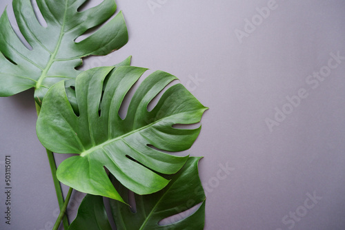 Tropical monstera leaves on gray background. Summer concept. photo