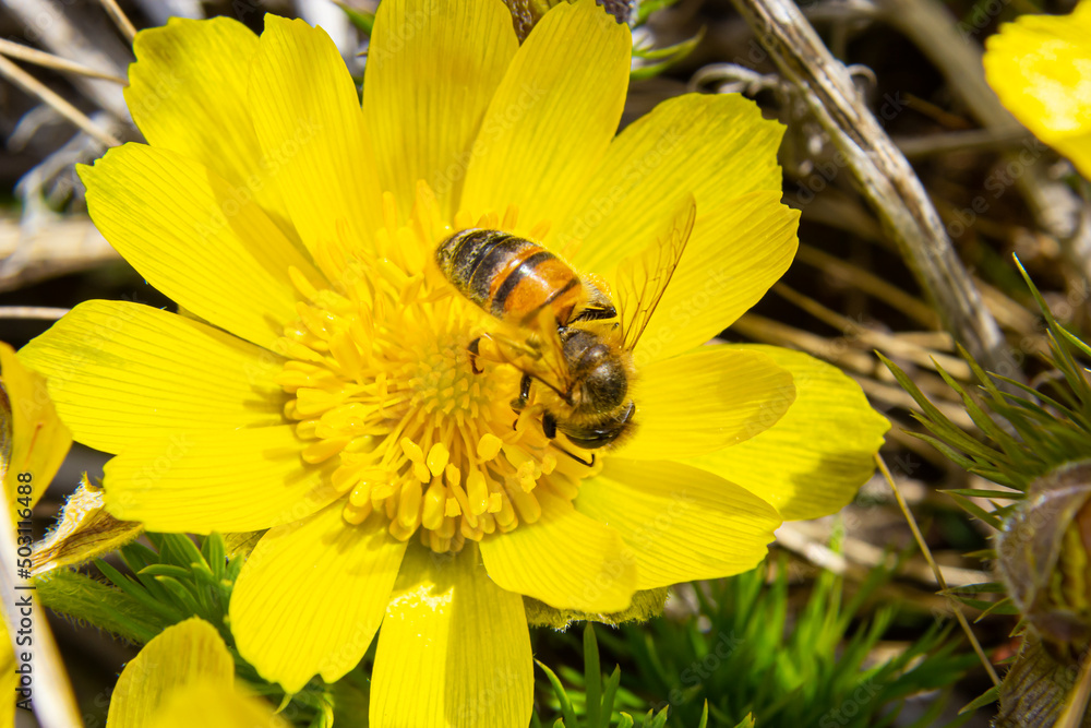 Honey bee on blooming adonis flower, Spring background, honey bee pollinating wild yellow flower Honey bee on blooming adonis flower, Spring background, honey bee pollinating wild yellow flower