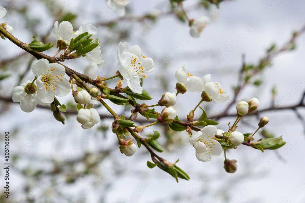 Wild white plum blossoms close up in a forest on a sunny spring day. Species Prunus cerasifera aka cherry plum or myrobalan plum