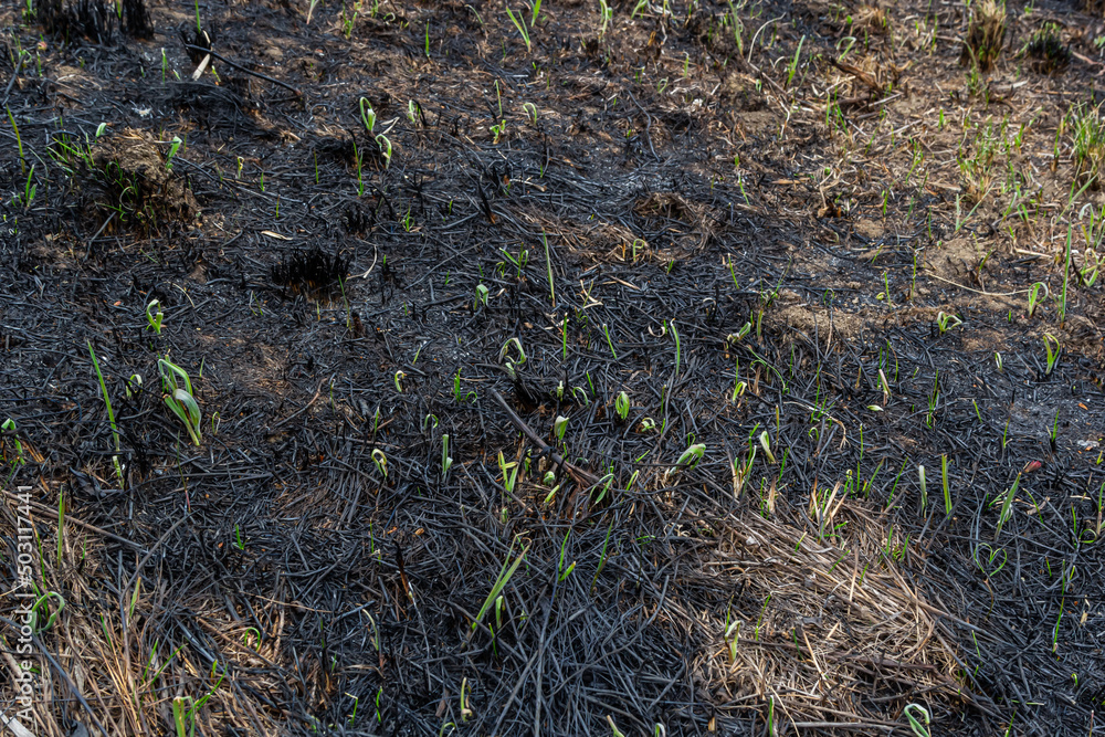 Field after fire - scorched grass and trees Field after fire - scorched grass and trees