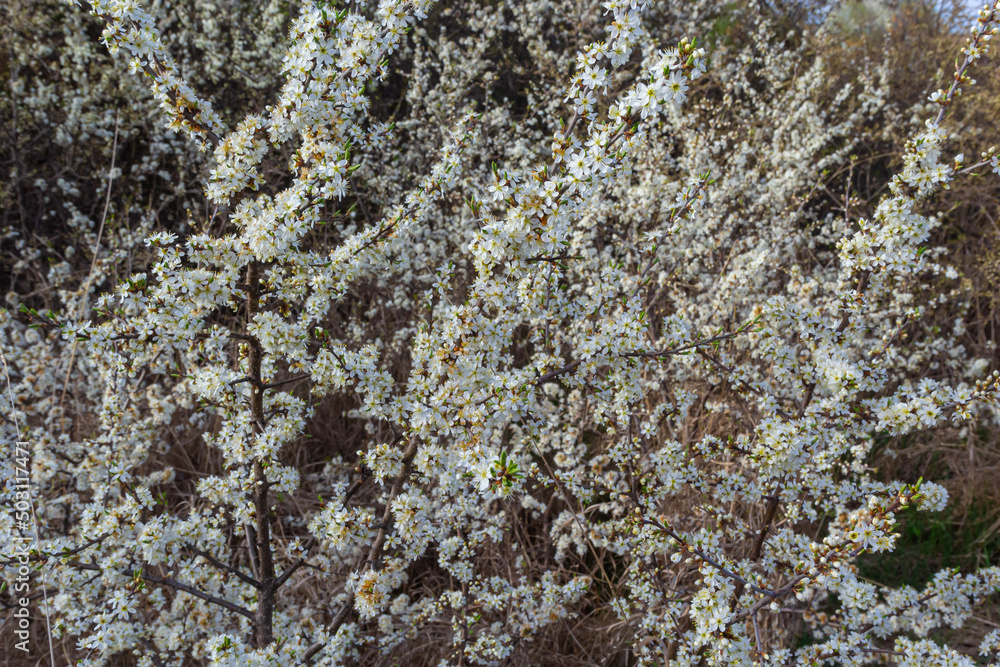 Prunus spinosa, called blackthorn or sloe, is a species of flowering plant in the rose family Rosaceae. Prunus spinosa, called blackthorn or sloe tree blooming in the springtime Prunus spinosa, called blackthorn or sloe, is a species of flowering plant in the rose family Rosaceae. Prunus spinosa, called blackthorn or sloe tree blooming in the springtime