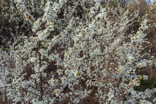 Prunus spinosa, called blackthorn or sloe, is a species of flowering plant in the rose family Rosaceae. Prunus spinosa, called blackthorn or sloe tree blooming in the springtime © Oleh Marchak