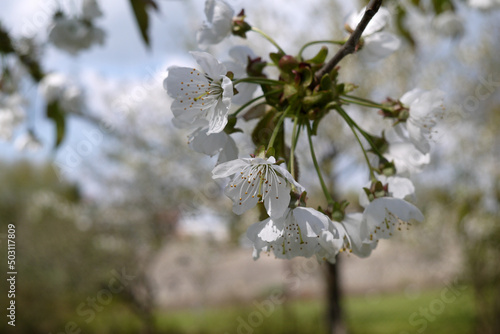 Zbliżenie białych kwiatów orzecha włoskiego