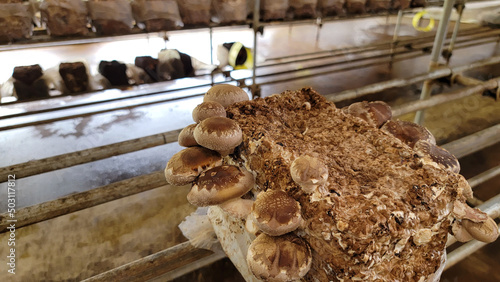 ハウスでの椎茸栽培