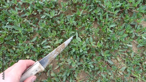 Gathering madımak grass in the field, madımak herb in Turkey, madımak plant for cooking, photo