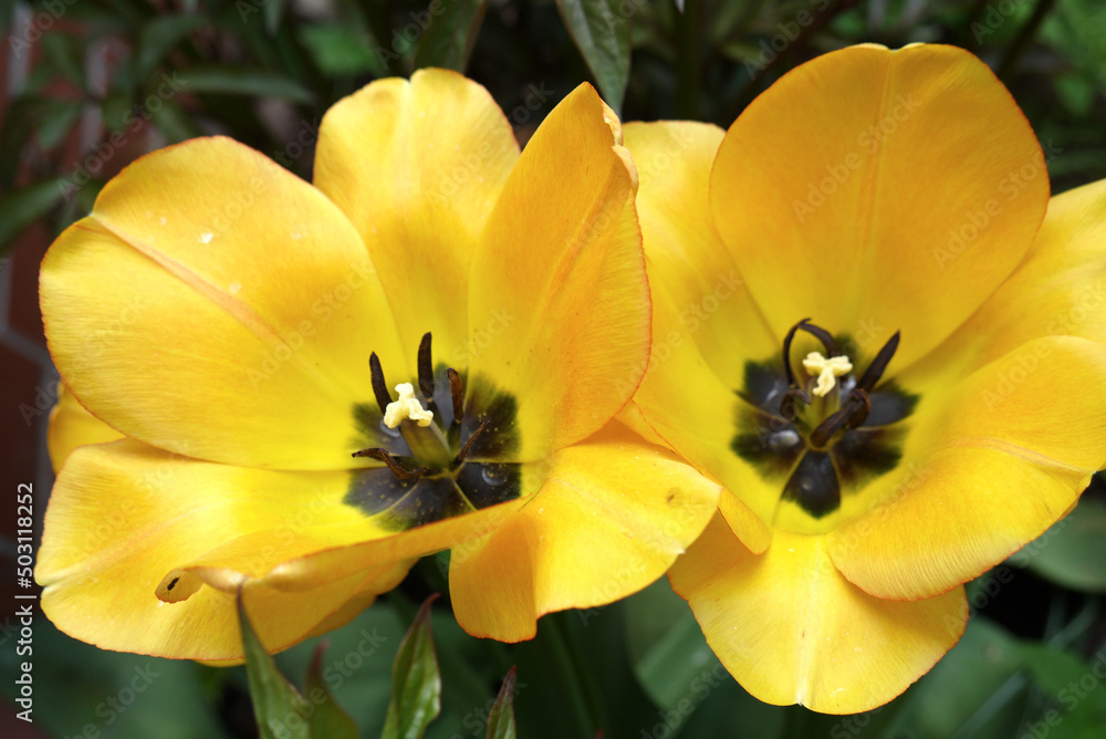 Zbliżenie kwiatu żółtego tulipana	
 - obrazy, fototapety, plakaty 
