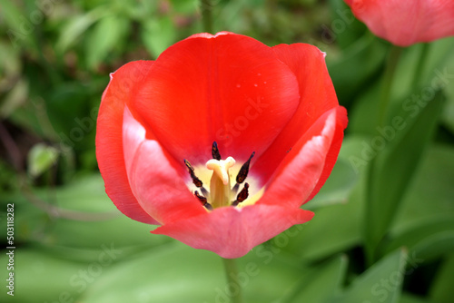Zbliżenie kwiatu czerwonego tulipana 