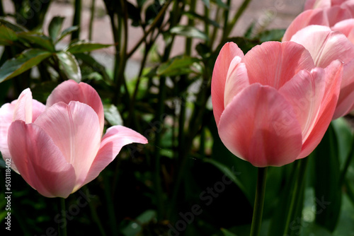 Zbliżenie kwiatu różowego tulipana 