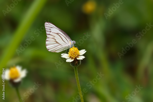 white butterfly on grass with yellow stamens on the natural background © chaphot