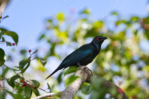Australian Metallic Starling also known as the shining starling