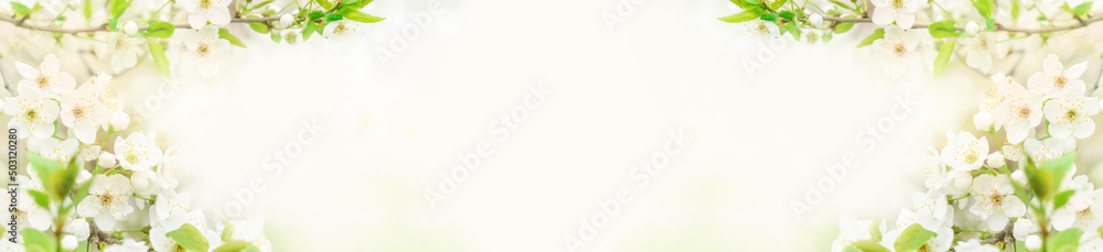 Obraz premium Beautiful branches of blossoming cherries. Beautiful abstract spring background. Banner. Copy space