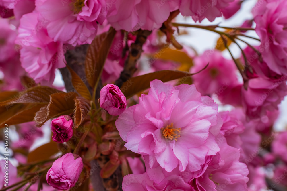 Beautiful Sakura flowers during spring season in the park, Flora pattern texture, Nature floral background. Beautiful Sakura flowers during spring season in the park, Flora pattern texture, Nature floral background.