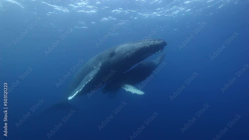 Close-up humpback whale mother and calf underwater in Pacific Ocean. Giant animals Megaptera Novaeangliae huge whales in pure transparent water in Tonga Polynesia Close-up humpback whale mother and calf underwater in Pacific Ocean. Giant animals Megaptera Novaeangliae huge whales in pure transparent water in Tonga Polynesia