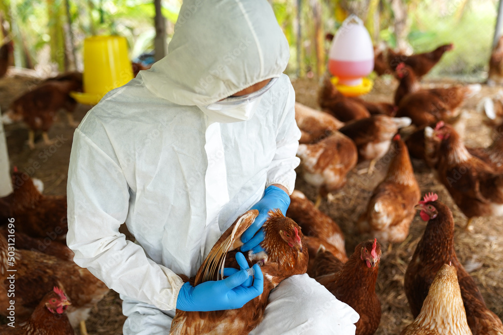 Veterinarians vaccinate against diseases in poultry such as farm ...