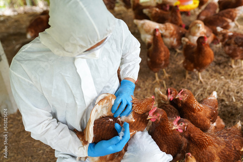 Veterinarians vaccinate against diseases in poultry such as farm chickens, H5N1 H5N6 Avian Influenza (HPAI), which causes severe symptoms and rapid death of infected poultry.
