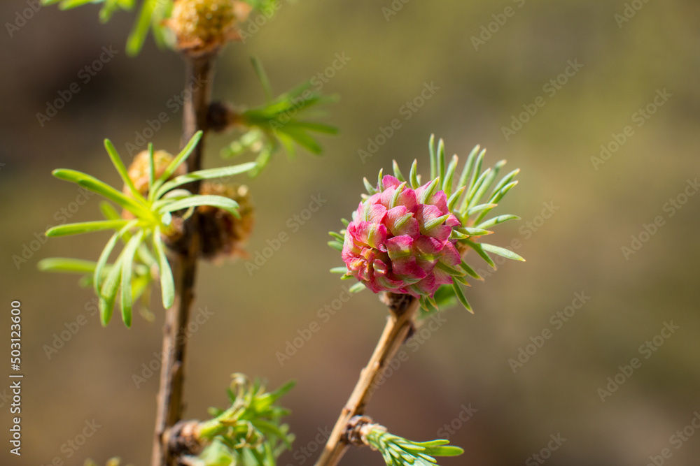 flowering pine cones, pink and green needles. Spring nature flowering pine cones, pink and green needles. Spring nature