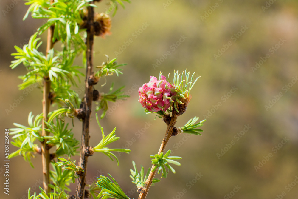 flowering pine cones, pink and green needles. Spring nature flowering pine cones, pink and green needles. Spring nature