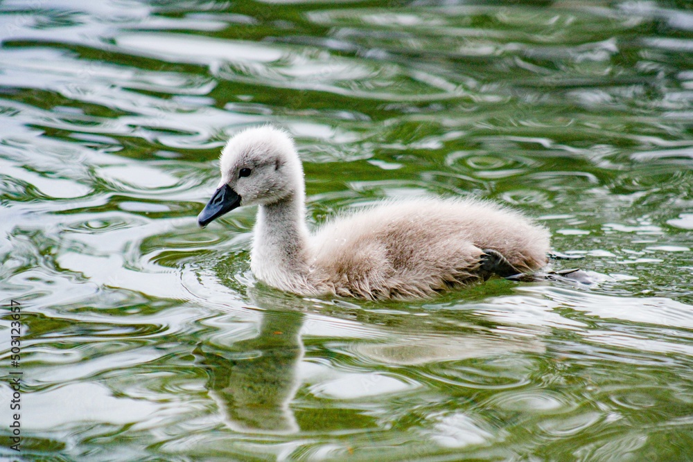 Cygne Cygne