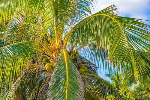 Tropical palm tree with blue sky and coconuts Tulum Mexico.