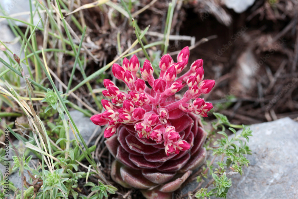 Turkey. Red endemic flower growing in the Taurus Mountains Turkey. Red endemic flower growing in the Taurus Mountains