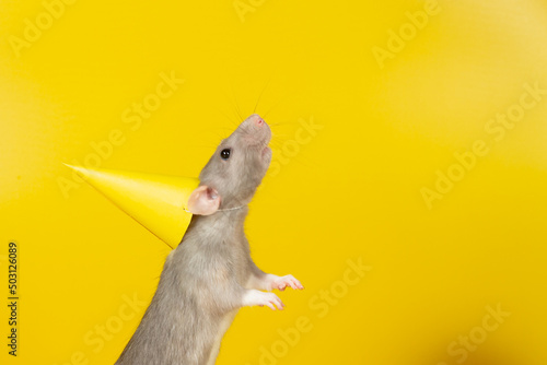 A gray rat on a yellow background in a yellow holiday cap. Copy Space