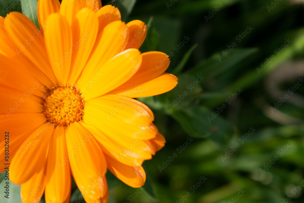 Beautiful orange calendula officinalis flower close up in a garden on a green background Beautiful orange calendula officinalis flower close up in a garden on a green background