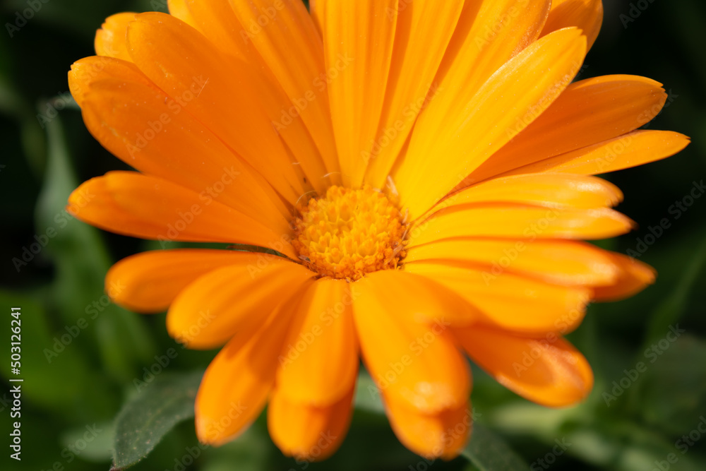 Beautiful orange calendula officinalis flower close up in a garden on a green background Beautiful orange calendula officinalis flower close up in a garden on a green background
