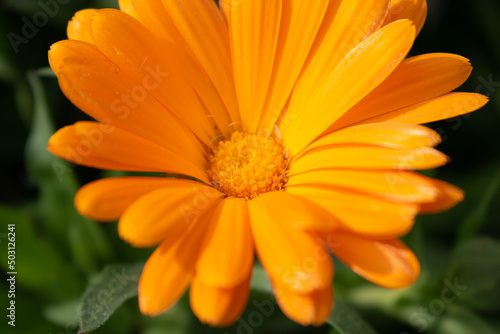 Beautiful orange calendula officinalis flower close up in a garden on a green background